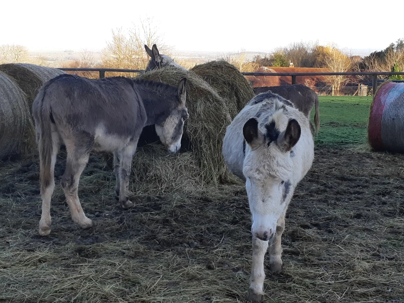 Donkeys on land adjacent to the Benson allotments