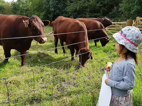 Among those keen to see the cattle in their new home was this little girl, who came with her family to a “Meet the Farmer” event.