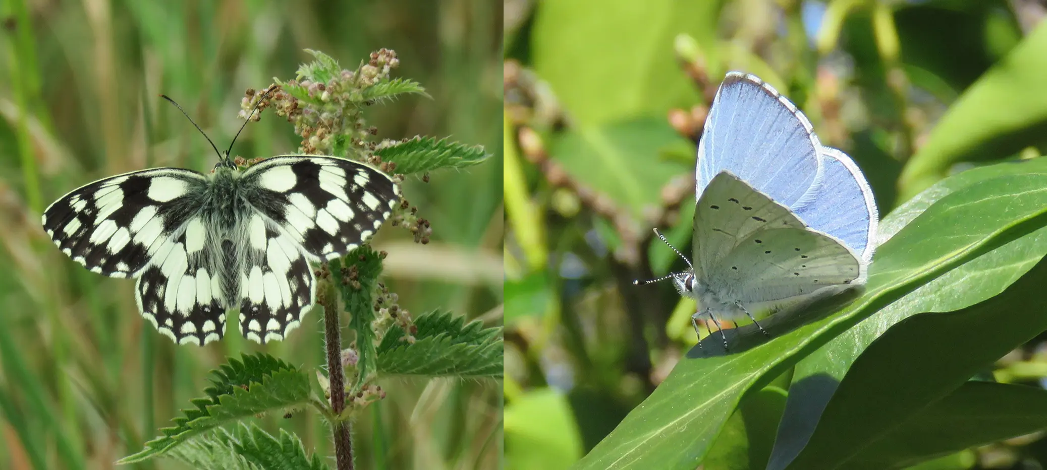 Marbled White butterfly and Holly Blue butterfly have been seen at Warwick Spinney. Photo credit: Benson Nature Group