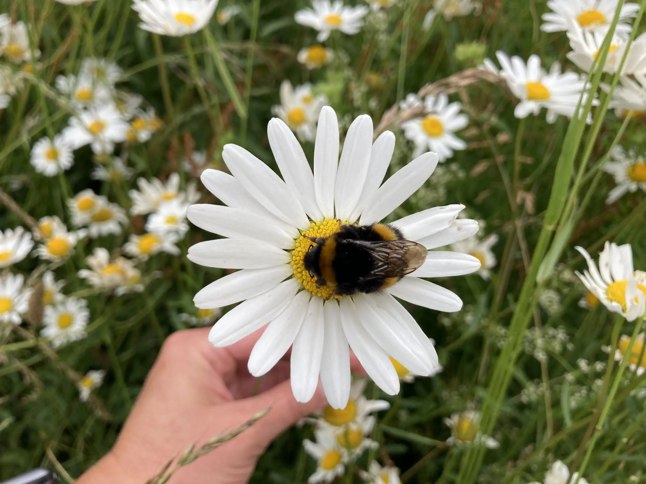 Wildflower species such as ox eye daisies, birds foot trefoil, salad burnet and wild carrot are thriving at Victoria Road meadow in Cirencester, providing shelter and food for important pollinators including bees and many other insects.