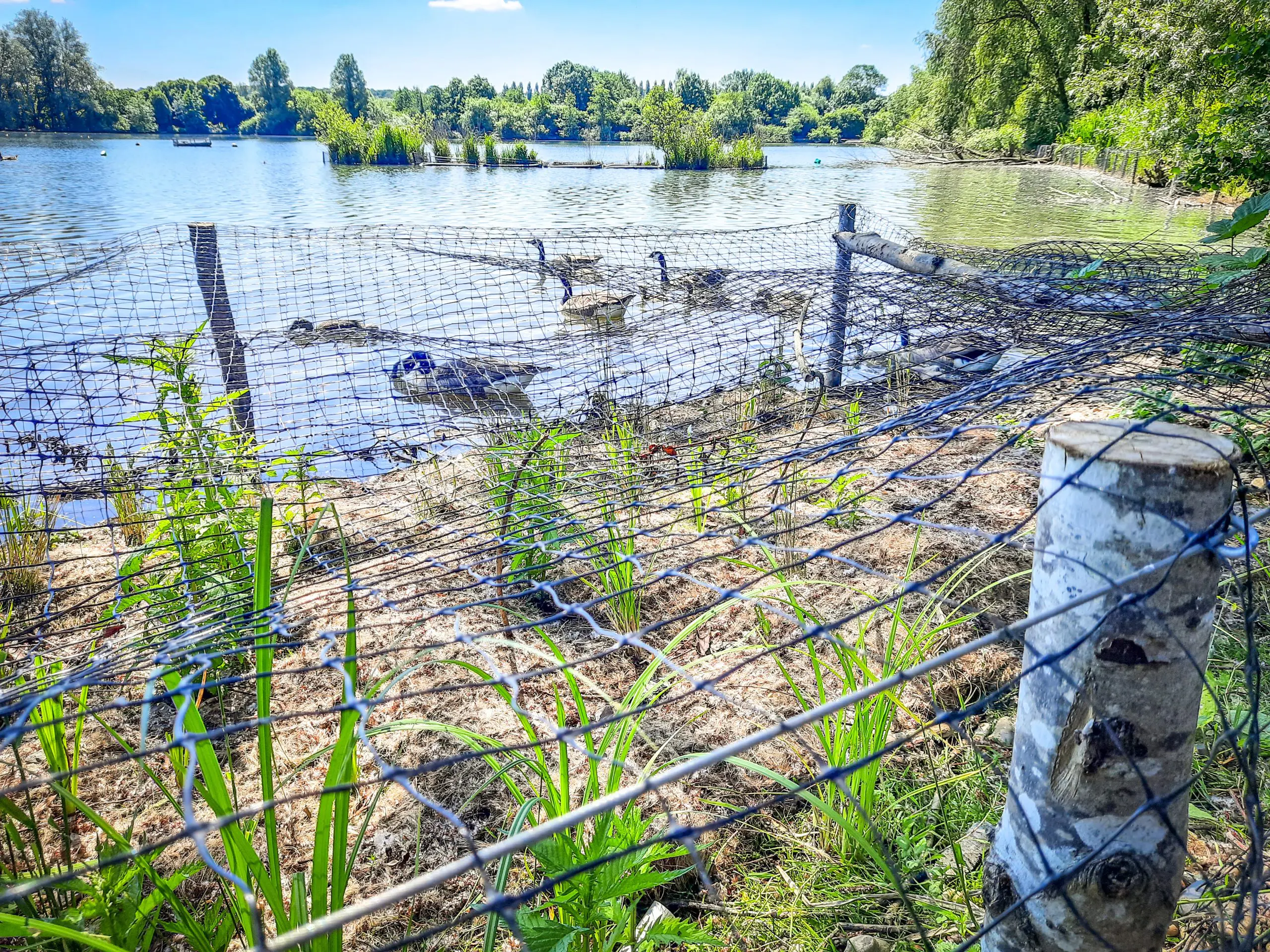 60 metres of new margins have been created on the banks and around theisland in the centre of the lake to provide improved habitat for a number of species including invertebrates such as such as dragonflies and damselflies.