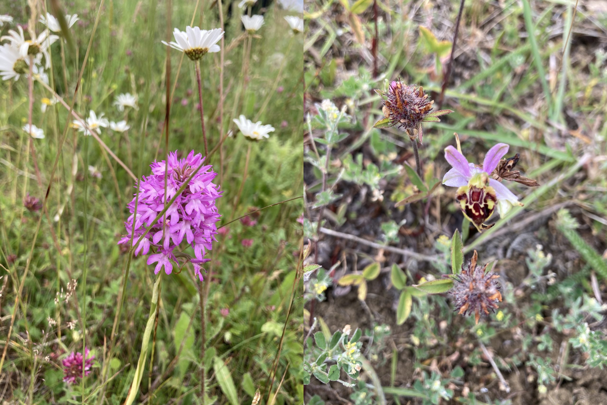 A variety of orchids such as the Pyramidal Orchid (Anacamptis pyramidalis) and the Bee Orchid (Ophrys apifera) are now thriving thanks to the work of the Trust and their collaboration with Cirencester Town Council. 