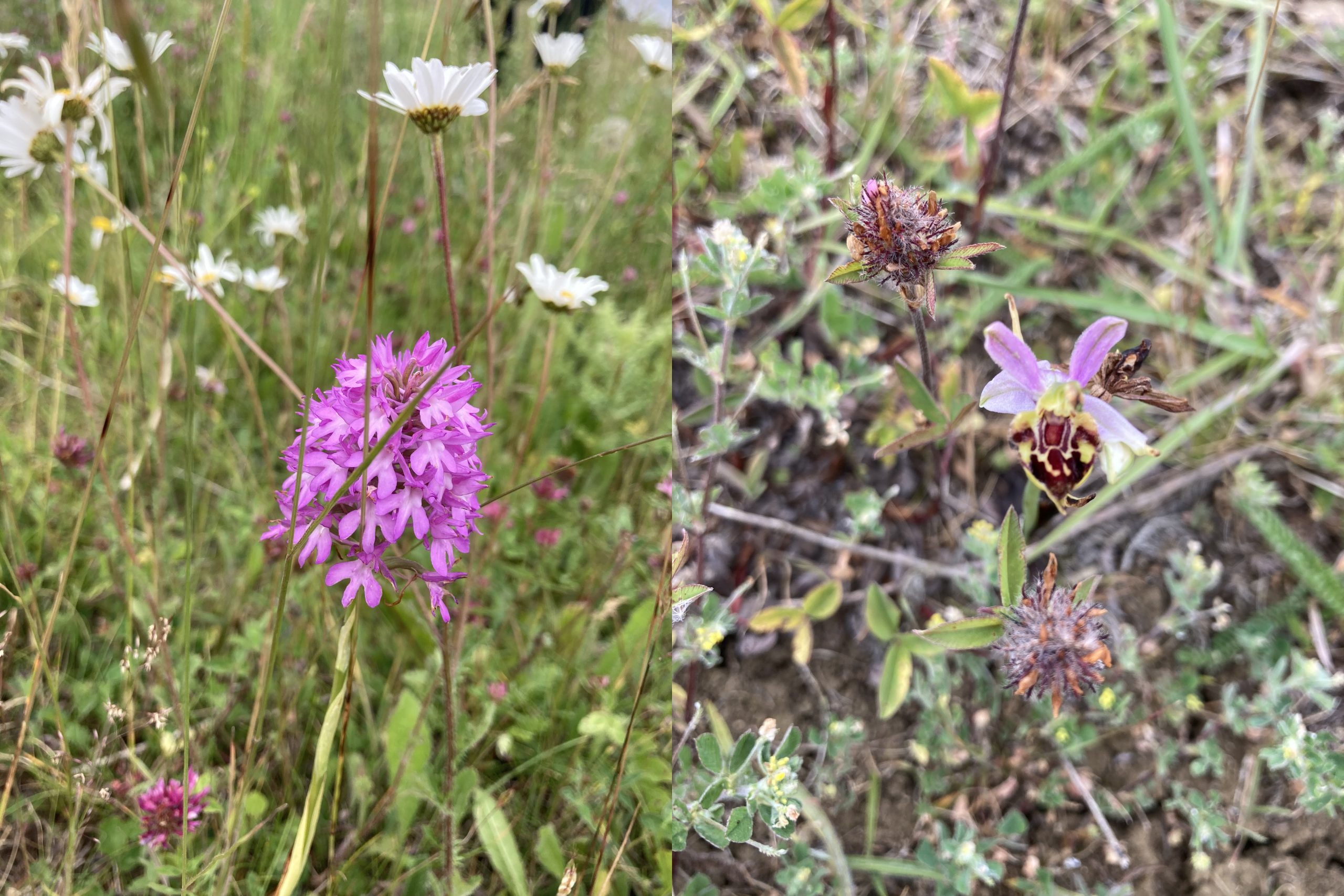 A variety of orchids such as the Pyramidal Orchid (Anacamptis pyramidalis) and the Bee Orchid (Ophrys apifera) are now thriving thanks to the work of the Trust and their collaboration with Cirencester Town Council.