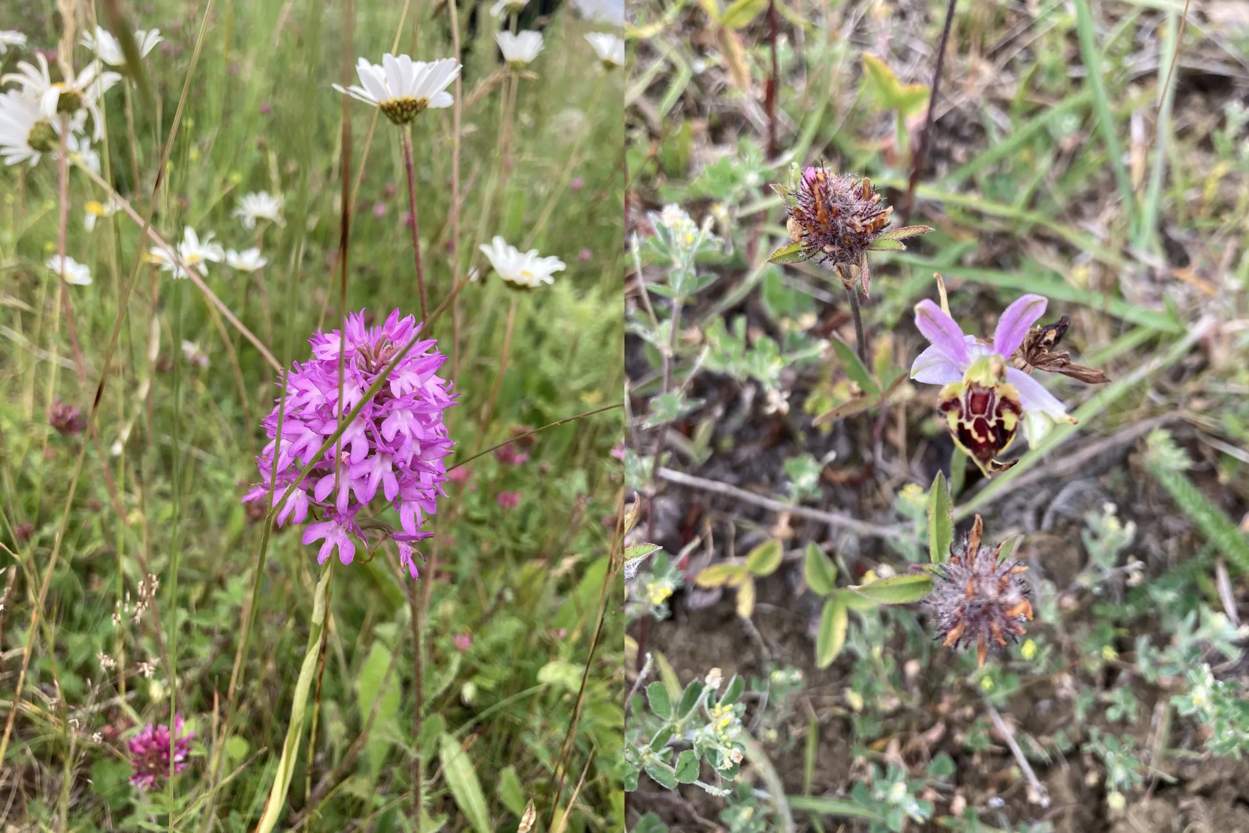 A variety of orchids such as the Pyramidal Orchid (Anacamptis pyramidalis) and the Bee Orchid (Ophrys apifera) are now thriving thanks to the work of the Trust and their collaboration with Cirencester Town Council. 