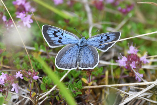 Large blue butterfly (c) Billy Heaney